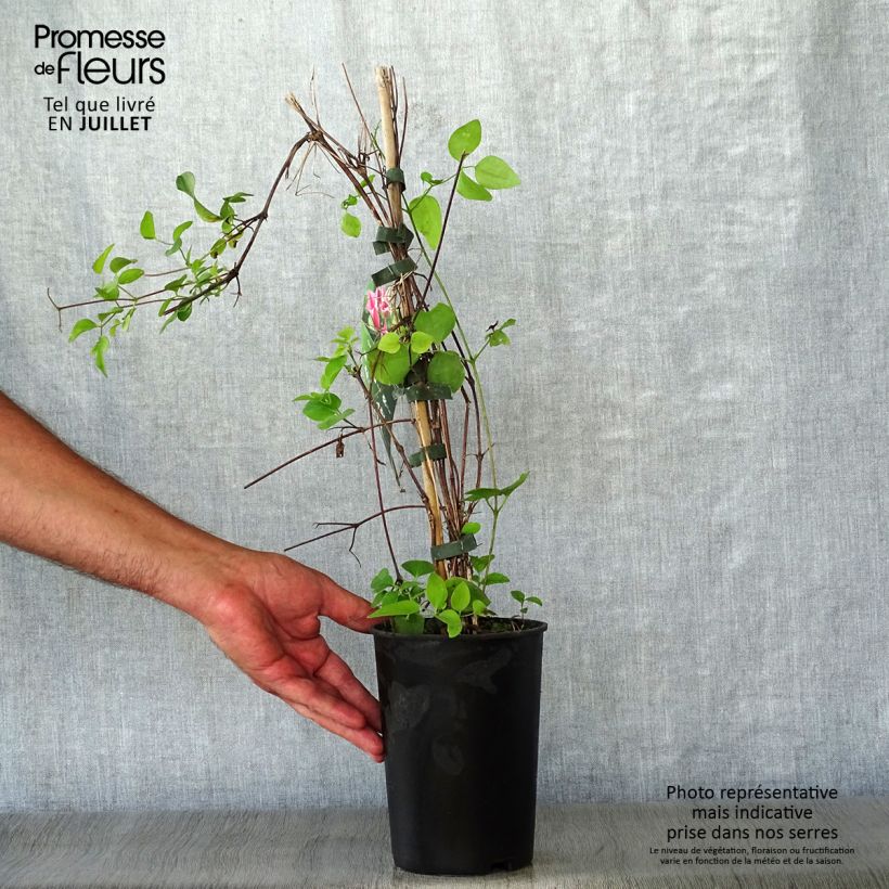 Spécimen de Clématite - Clematis texensis Duchess of Albany Pot de 2L/3L tel que livré en été
