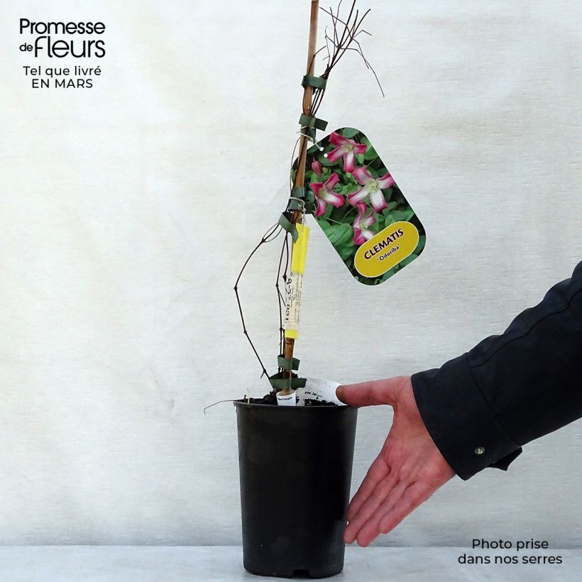 Spécimen de Clématite - Clematis texensis Odoriba Pot de 2L/3L tel que livré au printemps