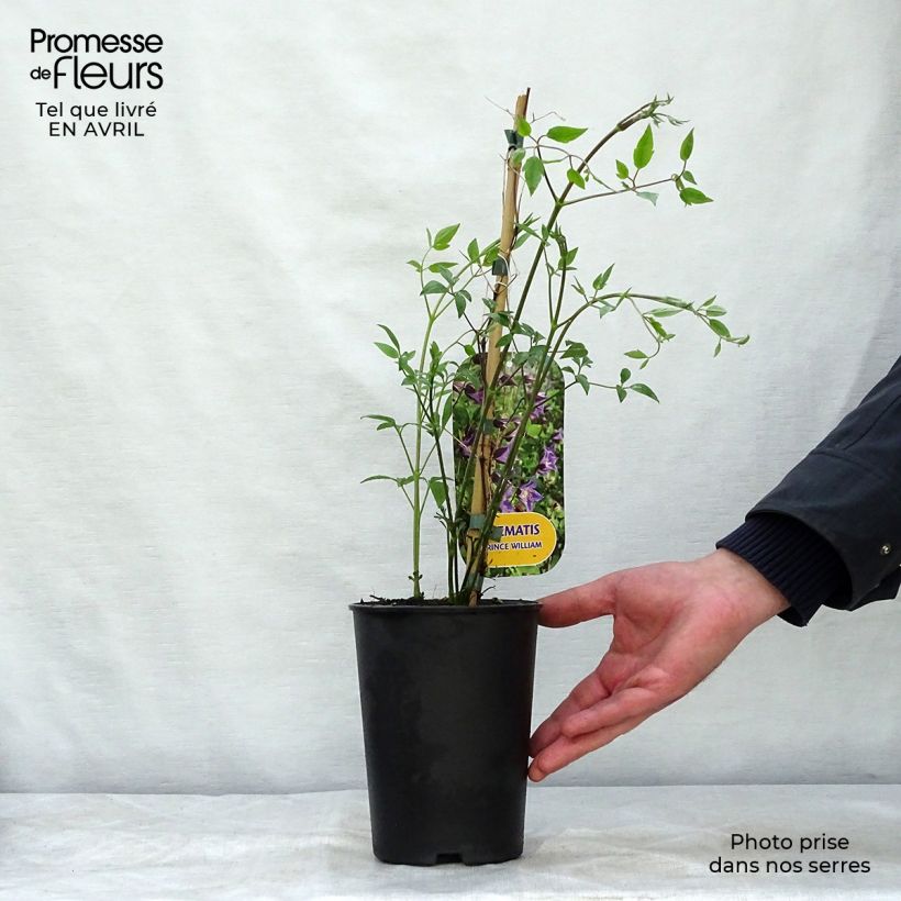 Spécimen de Clématite - Clematis texensis Prince William Pot de 2L/3L tel que livré au printemps
