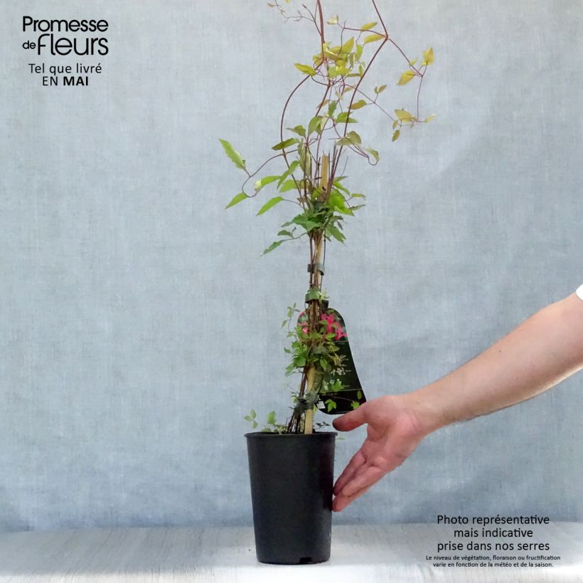 Spécimen de Clématite - Clematis texensis Princesse Diana Pot de 1,5L/2L tel que livré au printemps