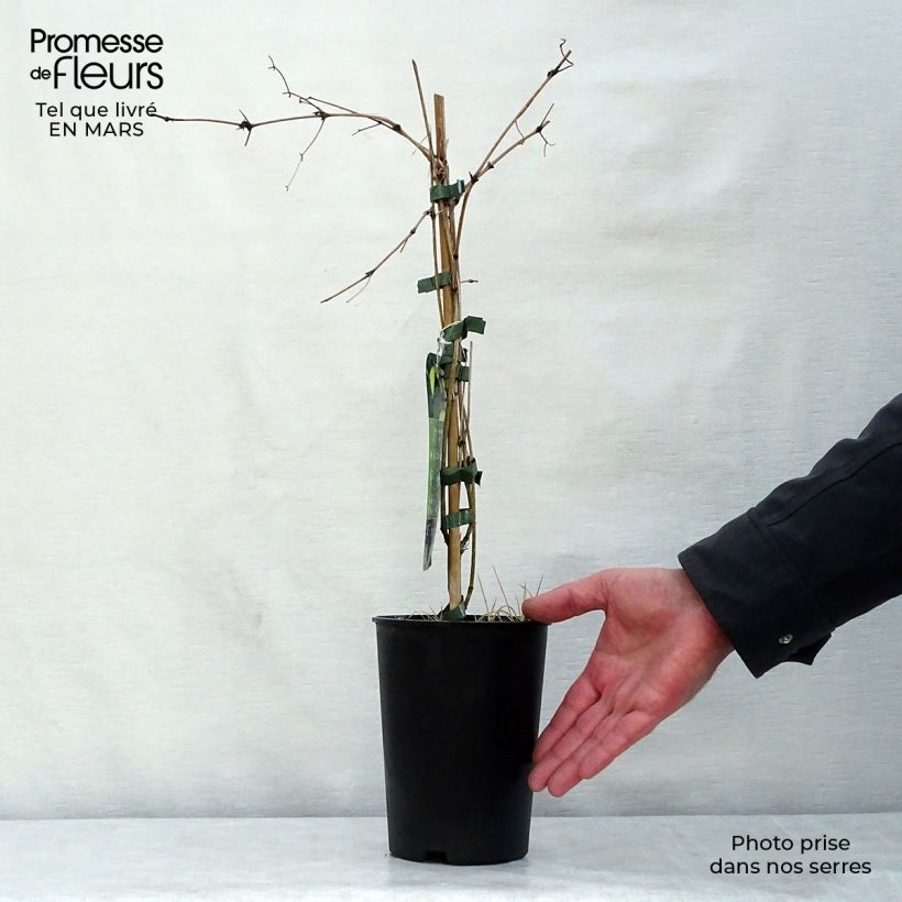 Example of Clématite - Clematis tibetana Orange Peel Pot de 2L/3L as you get in printemps