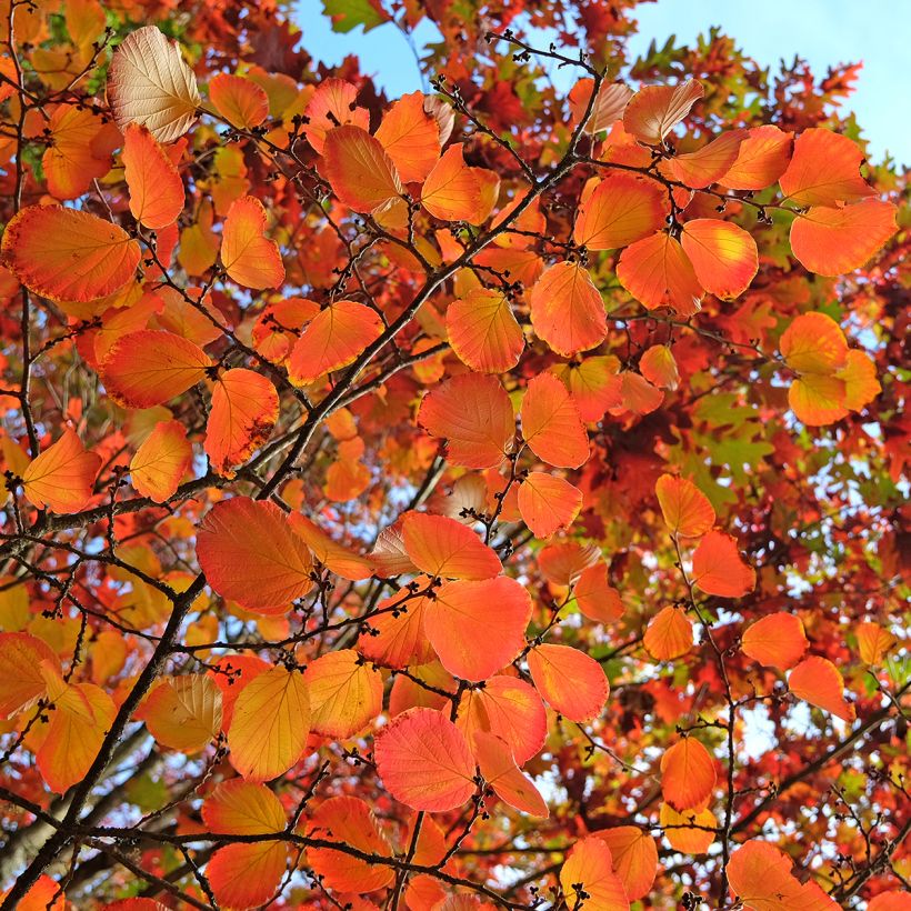 Clématite - Clematis tibetana Orange Peel (Foliage)