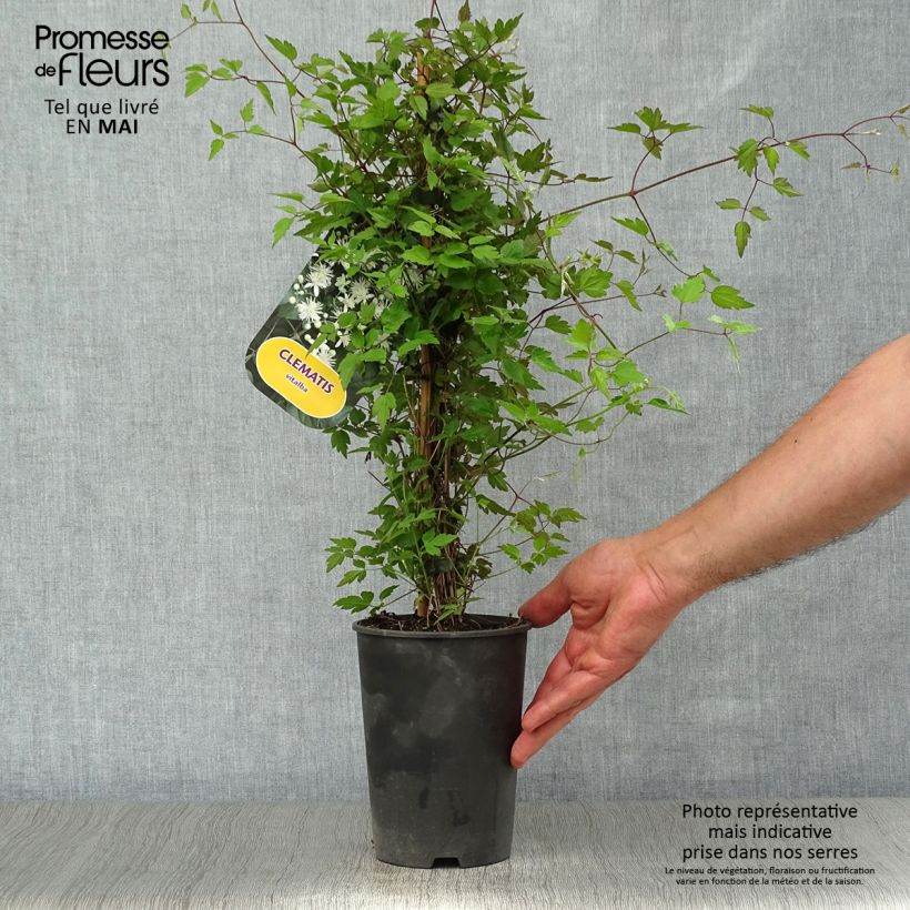Spécimen de Clématite - Clematis vitalba Pot de 2L/3L tel que livré au printemps