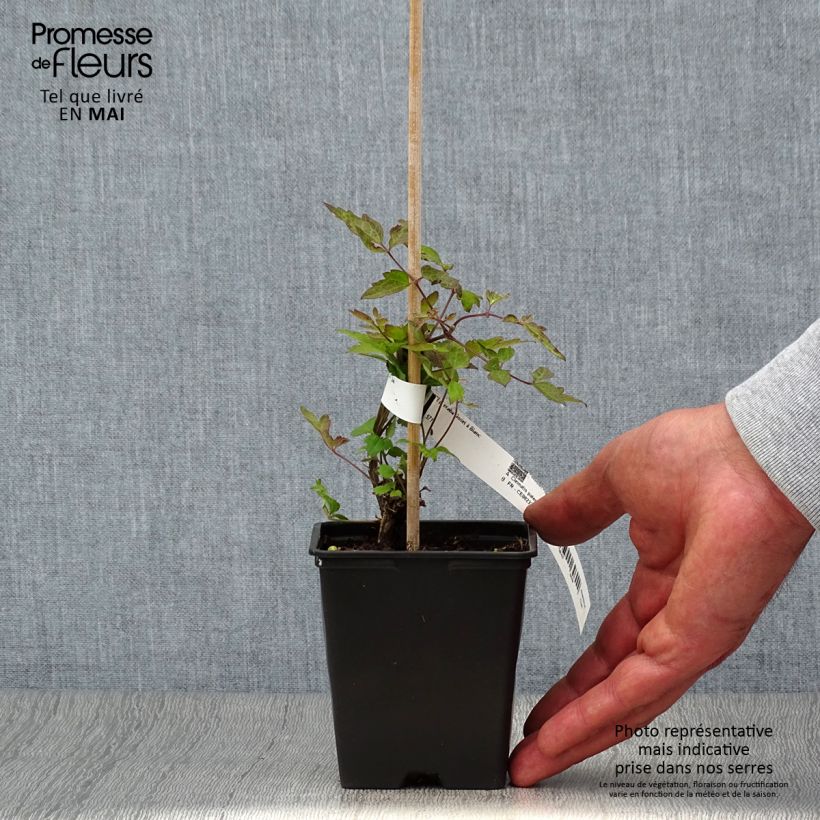 Spécimen de Clématite - Clematis vitalba Godet de 8/9 cm tel que livré au printemps