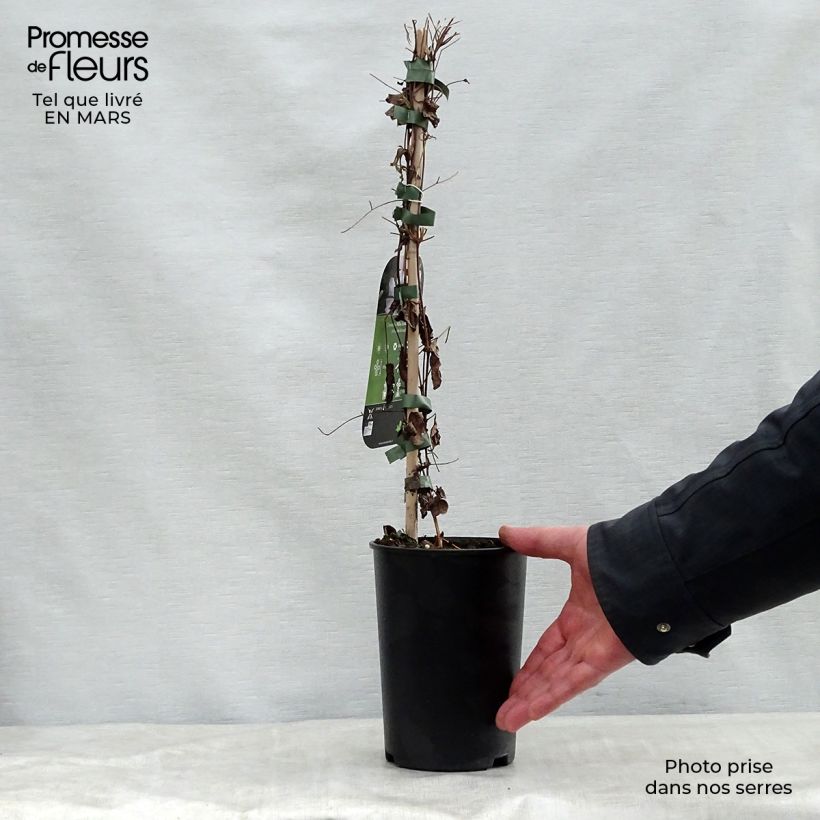 Spécimen de Clématite - Clematis viticella Alba Luxurians Pot de 2L/3L tel que livré au printemps