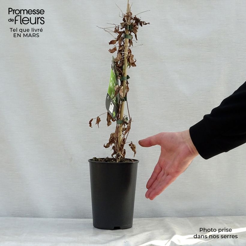 Spécimen de Clématite - Clematis viticella Black Prince Pot de 2L/3L tel que livré au printemps