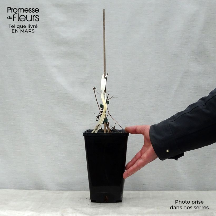 Spécimen de Clématite - Clematis viticella Bonanza Pot de 2L/3L tel que livré au printemps