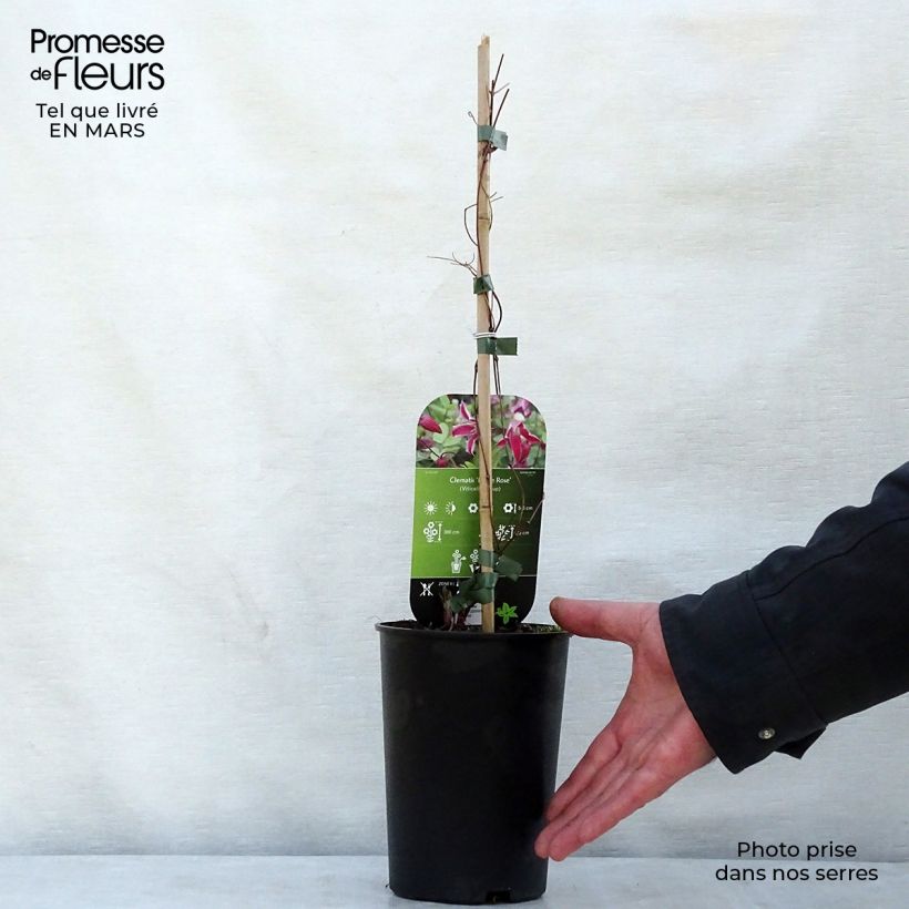 Spécimen de Clématite - Clematis viticella Etoile Rose Pot de 2L/3L tel que livré au printemps