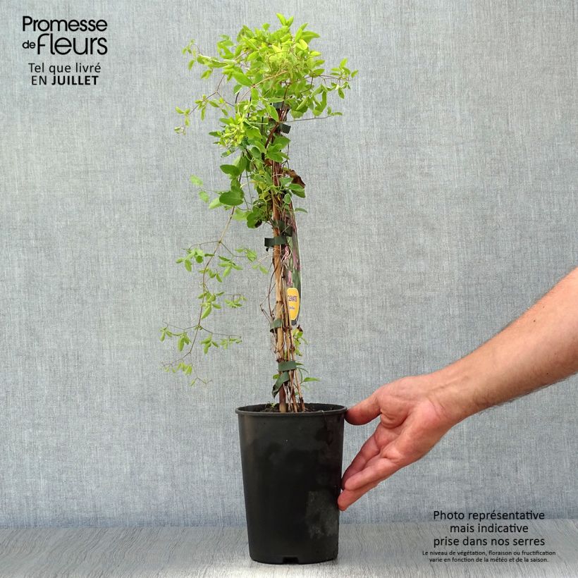 Spécimen de Clématite - Clematis viticella Etoile Rose Pot de 2L/3L tel que livré en été