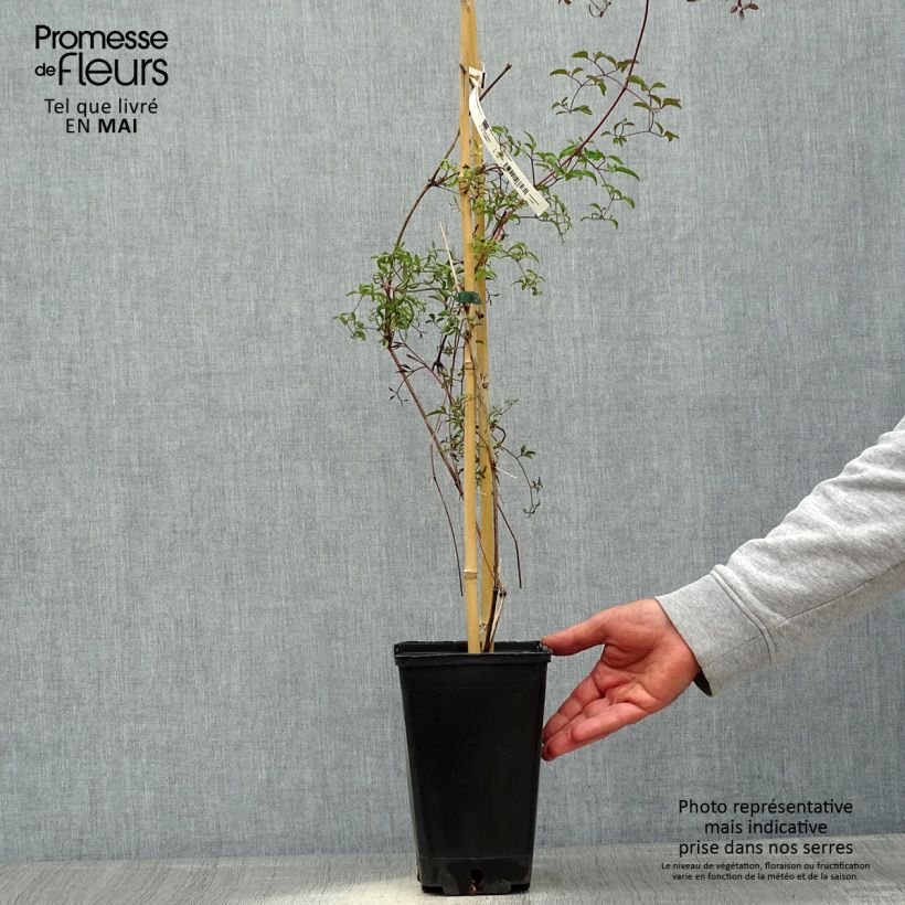 Spécimen de Clématite - Clematis viticella Krakowiak Pot de 3L/4L tel que livré au printemps