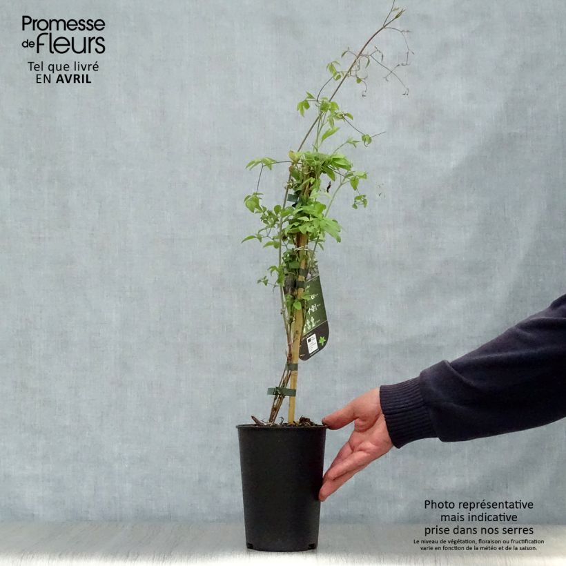 Spécimen de Clématite italienne - Clematis viticella Little Bas Pot de 2L/3L tel que livré au printemps