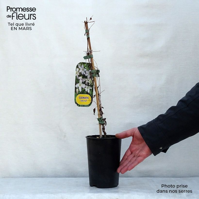 Spécimen de Clématite - Clematis viticella Little Nell  Pot de 2L/3L tel que livré au printemps