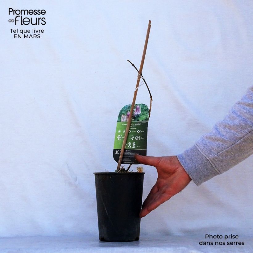 Example of Clématite - Clematis viticella Queen Mother Pot de 2L/3L as you get in printemps