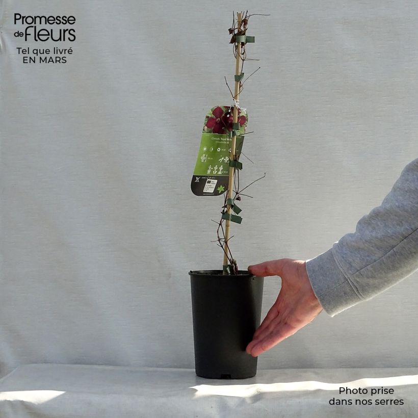 Example of Clématite - Clematis viticella Royal Velours Pot de 2L/3L as you get in printemps