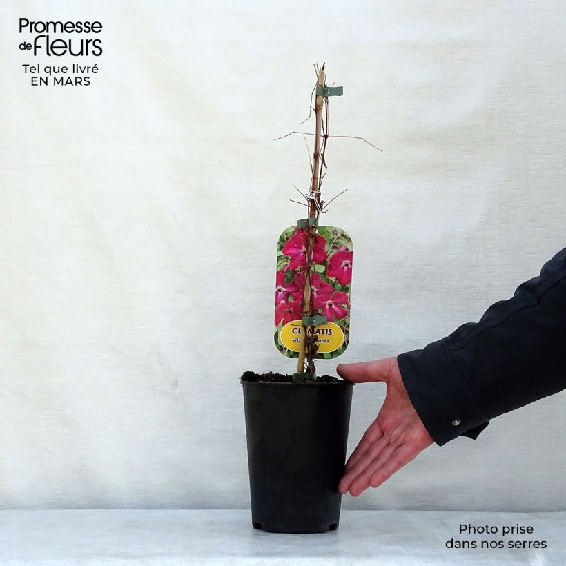 Spécimen de Clématite - Clematis viticella Rubra (Kermesina) Pot de 2L/3L tel que livré au printemps