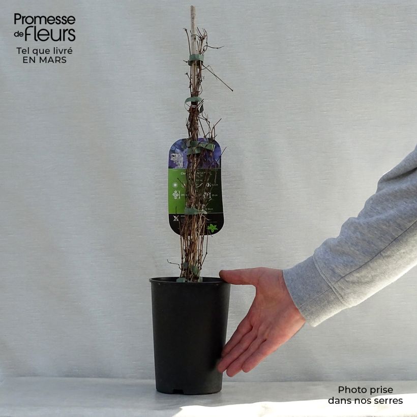 Spécimen de Clématite - Clematis viticella Sunny Sky Pot de 2L/3L tel que livré au printemps