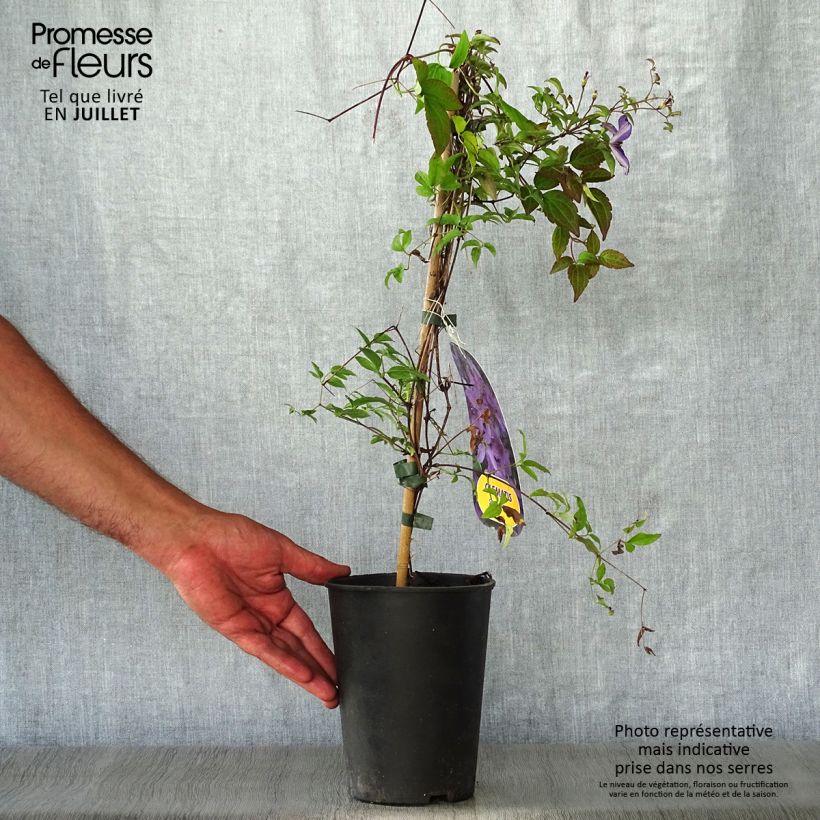 Spécimen de Clématite - Clematis viticella Sunny Sky Pot de 2L/3L tel que livré en été
