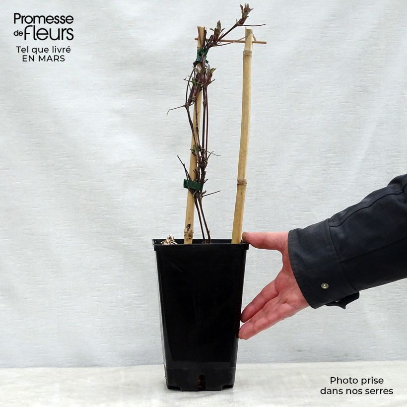 Spécimen de Clématite Honora Pot de 1,5L/2L tel que livré au printemps