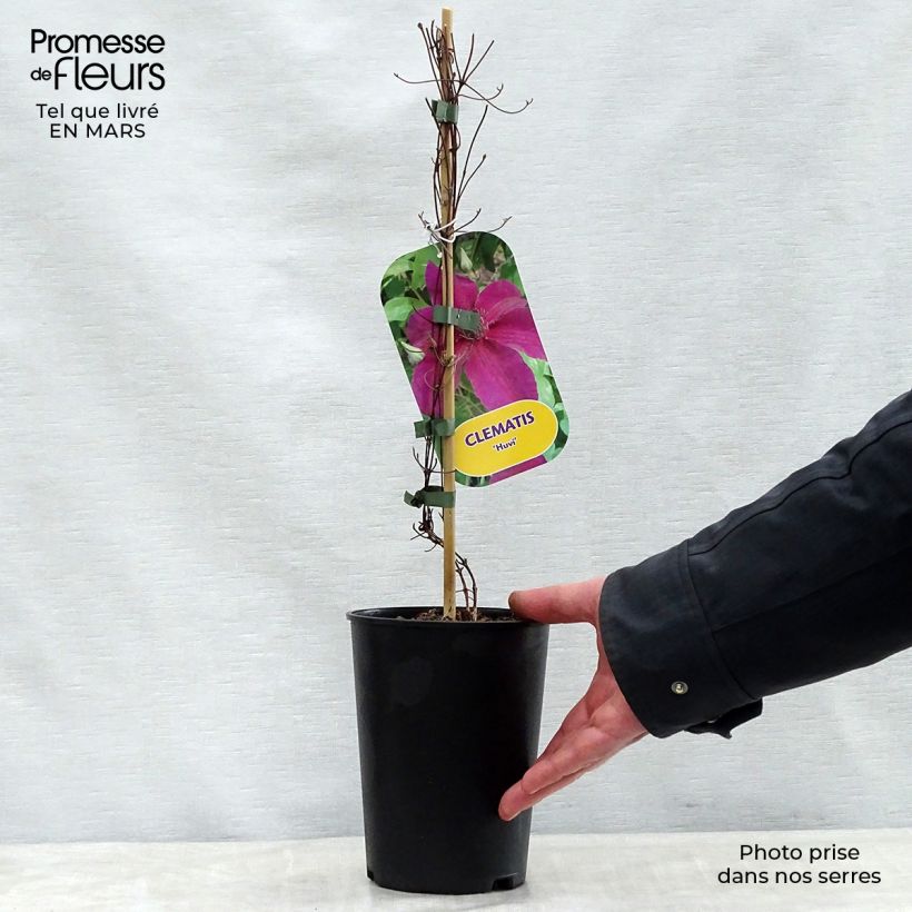 Spécimen de Clématite Huvi Pot de 2L/3L tel que livré au printemps