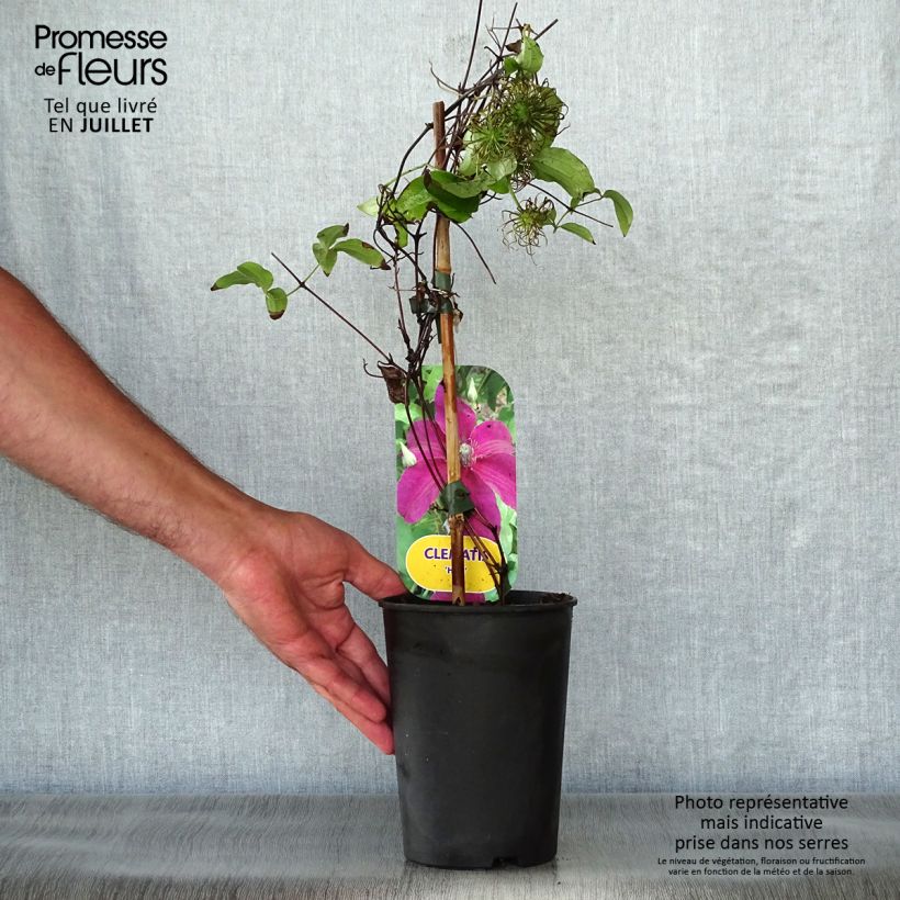 Spécimen de Clématite Huvi Pot de 2L/3L tel que livré en été