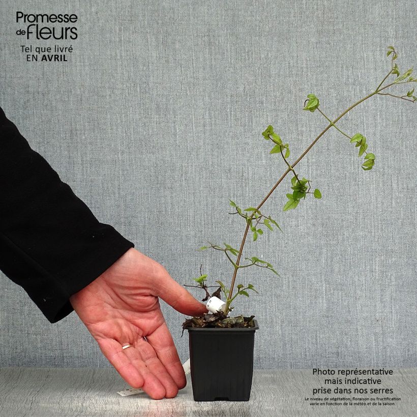 Spécimen de Clématite Mme Lecoultre Godet de 8/9 cm tel que livré au printemps