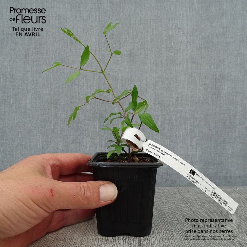 Spécimen de Clématite Saphyra Violetta Godet de 8/9 cm tel que livré au printemps