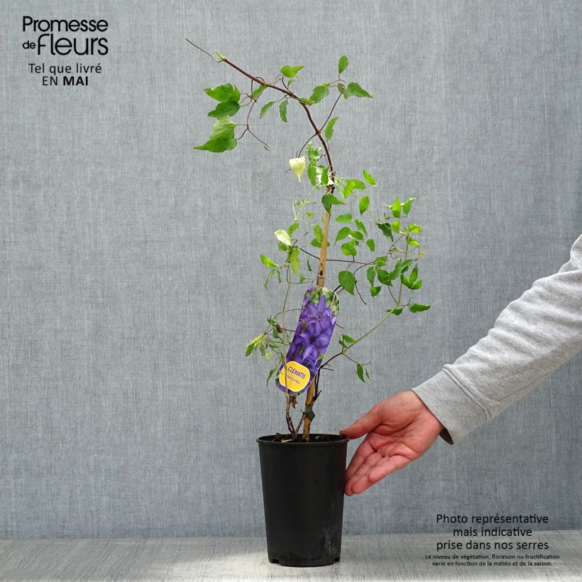Spécimen de Clématite Viva la Vida Pot de 2L/3L tel que livré au printemps