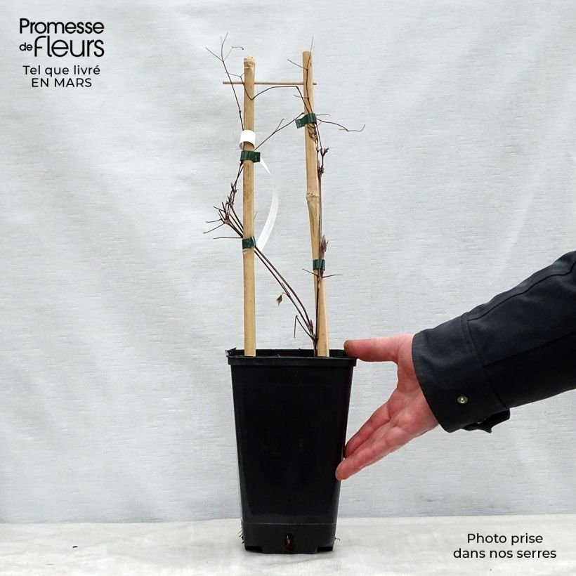 Spécimen de Clématite Vivienne Beth Currie Pot de 2L/3L tel que livré au printemps