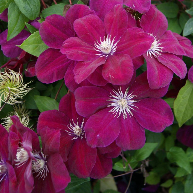 Clématite - Clematis Rouge Cardinal  (Flowering)