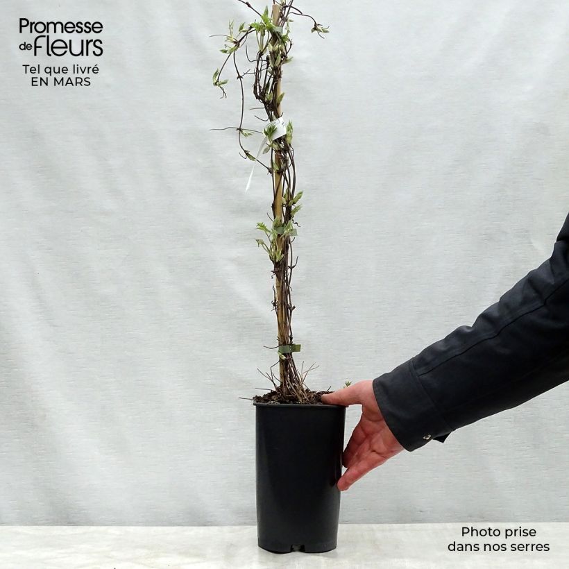 Spécimen de Clématite alpina Blue Dancer Pot de 2L/3L tel que livré au printemps