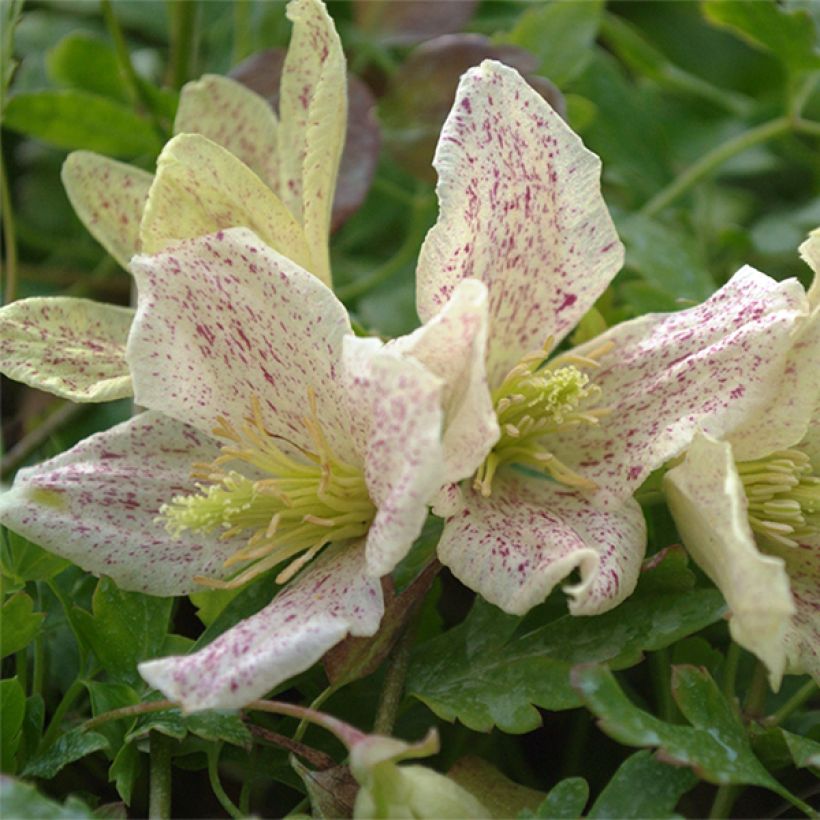 Clématite - Clematis cirrhosa Winter Parasol (Flowering)
