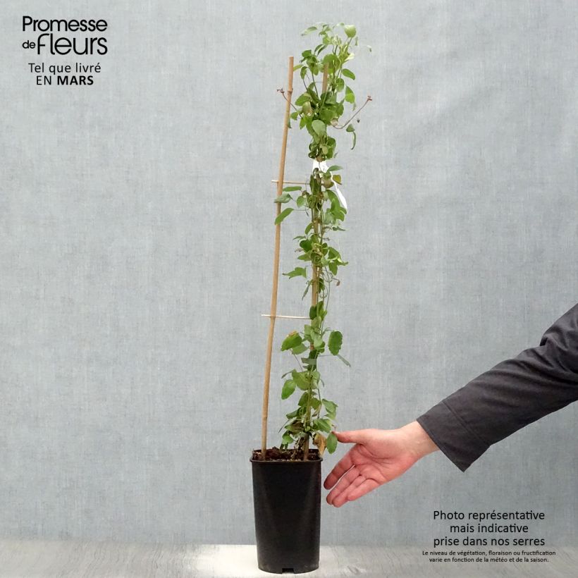 Spécimen de Clématite cirrhosa Wisley Cream Pot de 2L/3L tel que livré au printemps