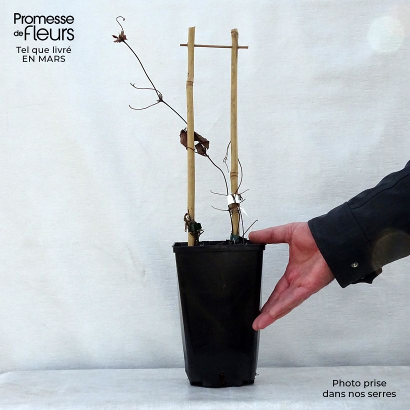 Spécimen de Clématite florida Utopia Pot de 2L/3L tel que livré au printemps