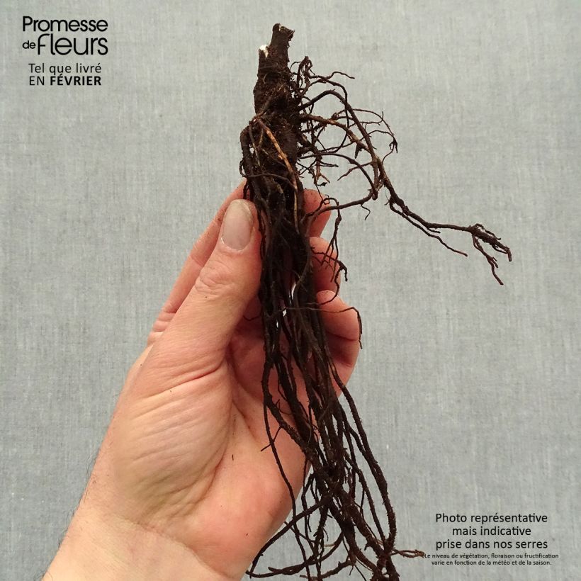 Spécimen de Clématite herbacée - Clematis heracleifolia China Purple Racines nues, Qualité premium tel que livré en hiver