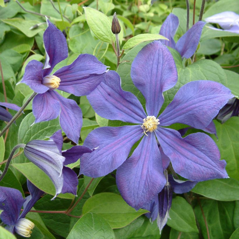 Clématite - Clematis integrifolia Durandii (Flowering)