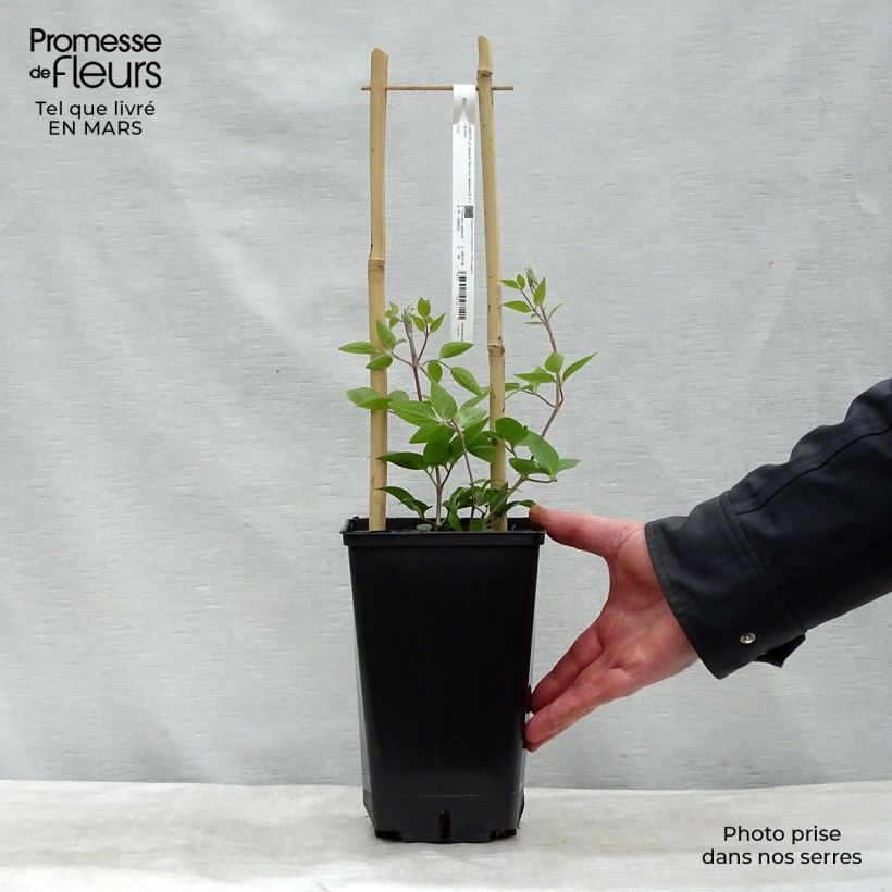 Example of Clématite integrifolia Saphyra Duo Rose Pot de 2L/3L as you get in printemps