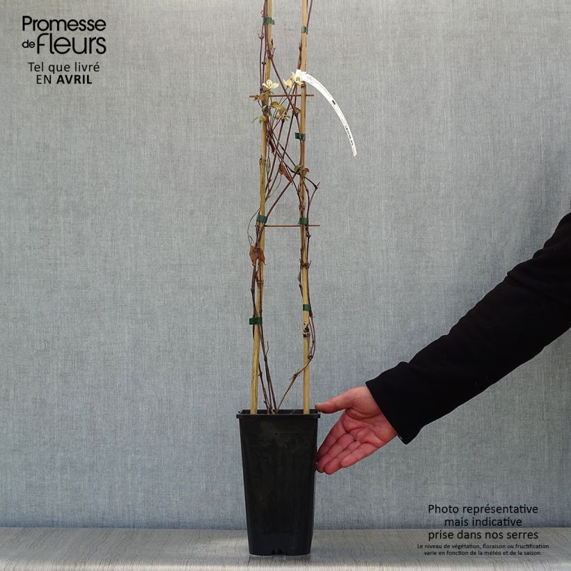 Spécimen de Clématite montana Starlet White Perfume Pot de 2L/3L tel que livré au printemps