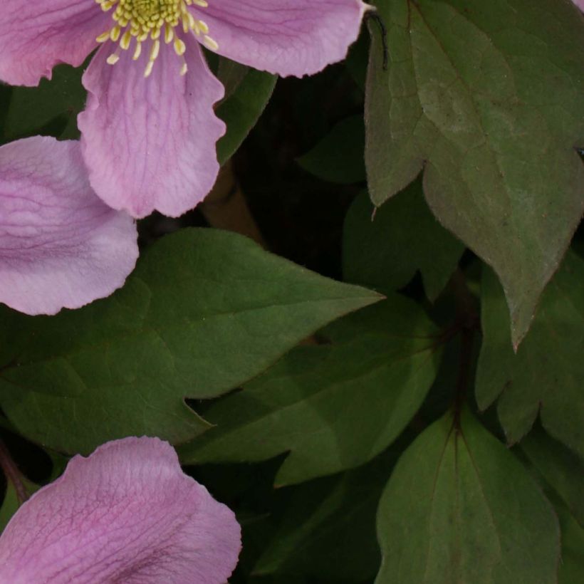 Clématite - Clematis montana Tetrarose (Foliage)