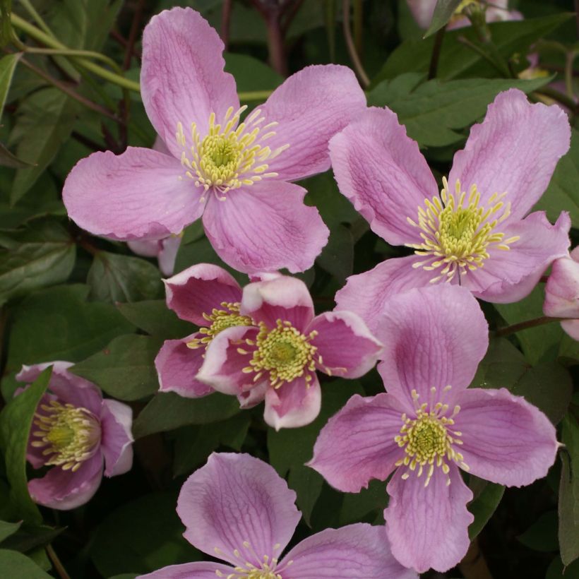 Clématite - Clematis montana Tetrarose (Flowering)