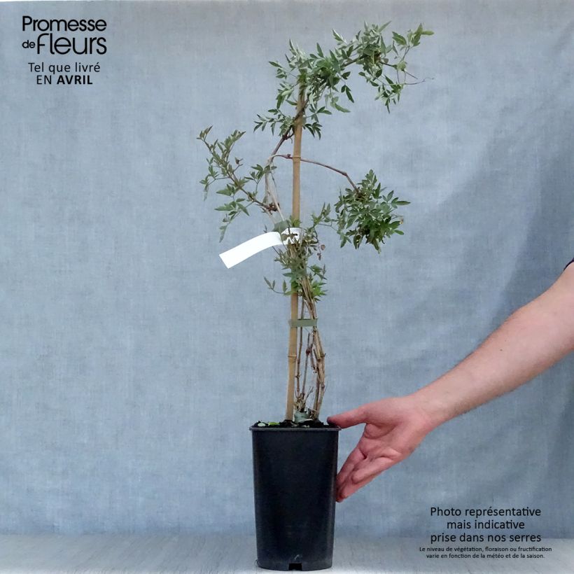 Spécimen de Clématite orientale - Clematis tangutica Red Ballon Pot de 2L/3L tel que livré au printemps