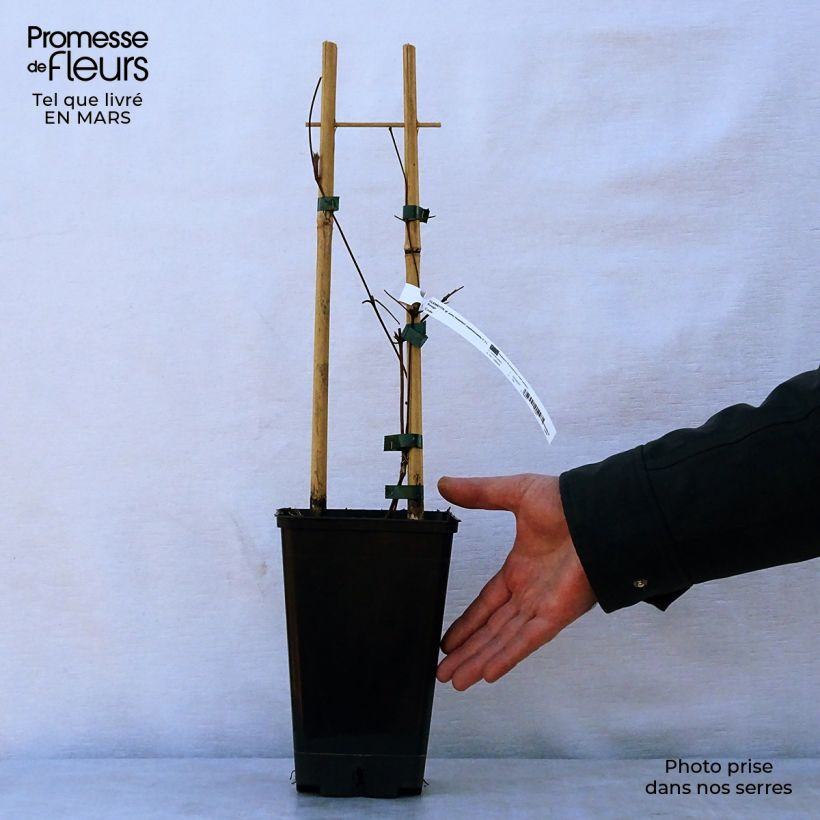 Spécimen de Clématite viticella John Howells Pot de 1,5L/2L tel que livré au printemps