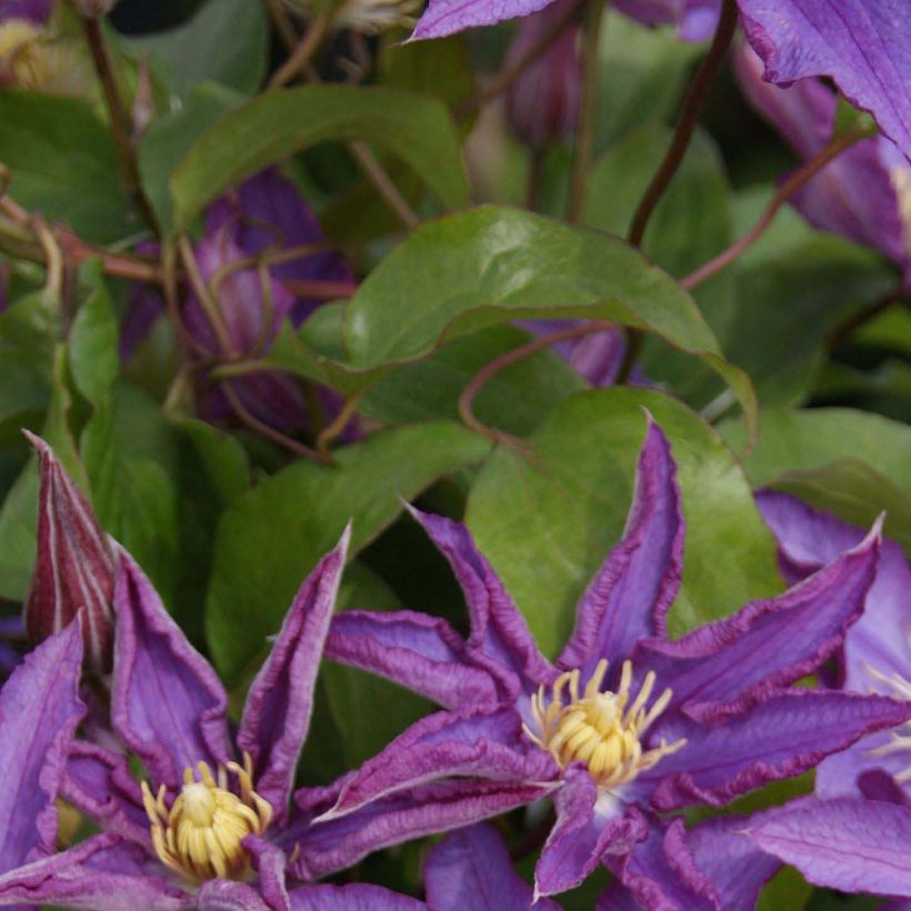 Clématite - Clematis Palette  (Foliage)