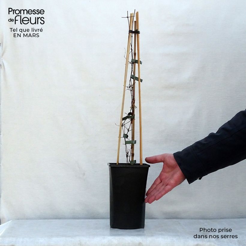 Spécimen de Clématite viticella Polish Spirit Pot de 1,5L/2L tel que livré au printemps
