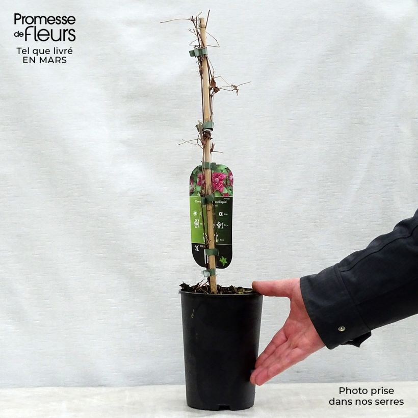 Example of Clématite viticella Purpurea Plena Elegans  Pot de 2L/3L as you get in printemps
