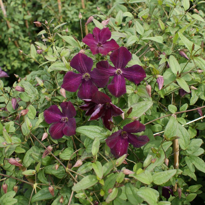 Clématite - Clematis viticella Royal Velours (Plant habit)