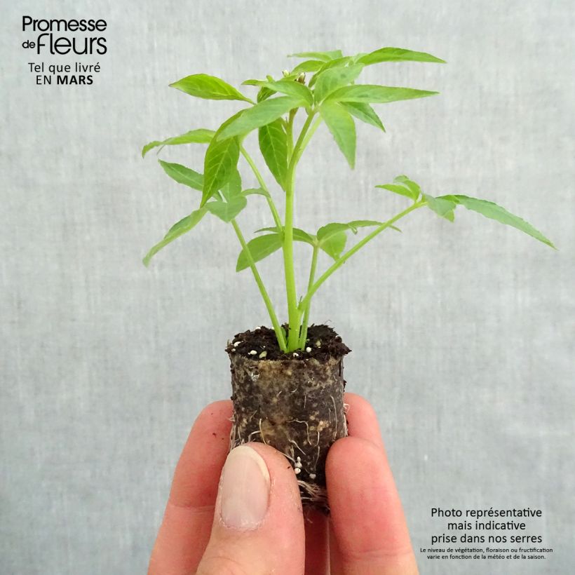 Spécimen de Cléome Senorita Blanca Mini-motte Ø 3/4 cm, Plant vert de 5 à 10 cm de haut tel que livré au printemps