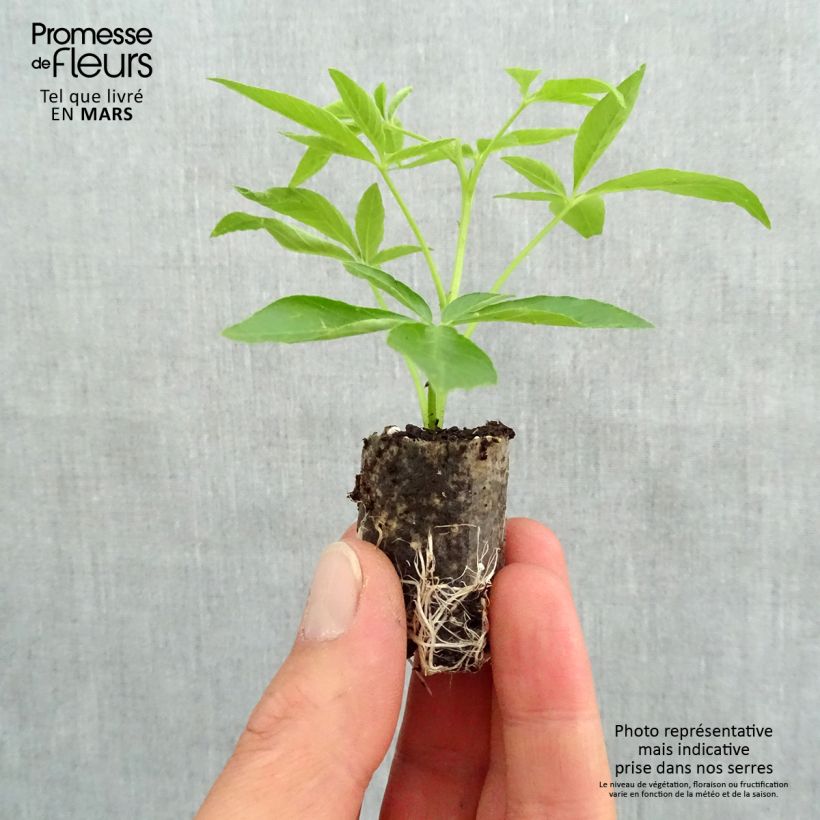 Example of Cléome Senorita Carolina Mini-motte Ø 3/4 cm, Plant vert de 5 à 10 cm de haut as you get in printemps