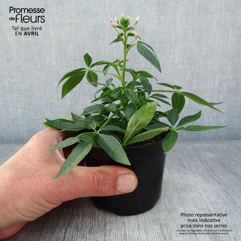 Example of Cléome Senorita Carolina Godet de 8/9 cm as you get in printemps