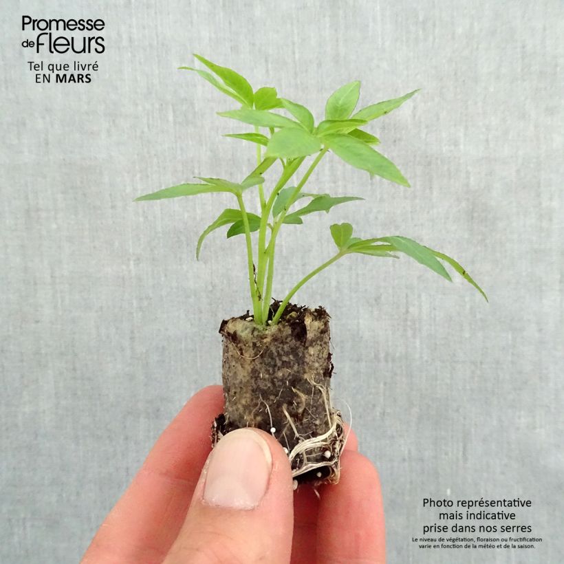 Spécimen de Cléome Senorita Rosalita Mini-motte Ø 3/4 cm, LPlant vert de 5 à 10 cm de haut tel que livré au printemps