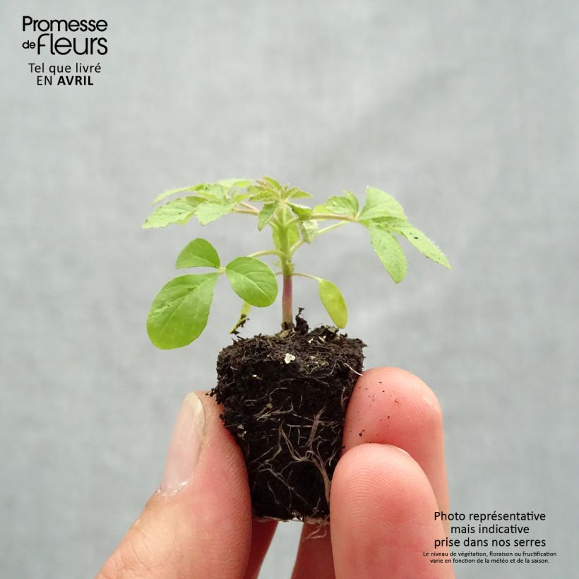 Spécimen de Cleome spinosa Sparkler 2.0 Rose Mini-motte Ø 1,5/2,5 cm tel que livré au printemps